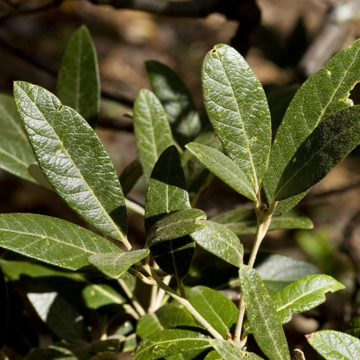Quercus hypoleucoides