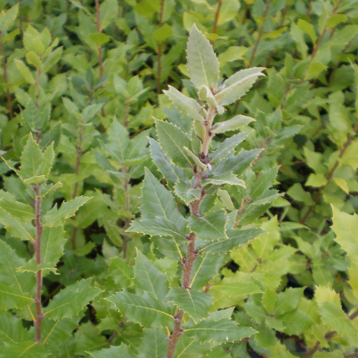 Quercus ilex