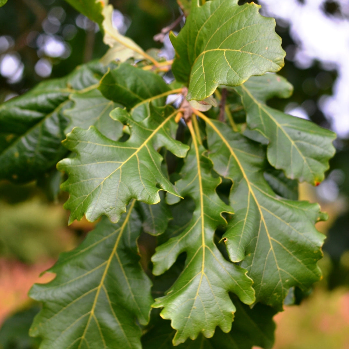 Quercus macrocarpa