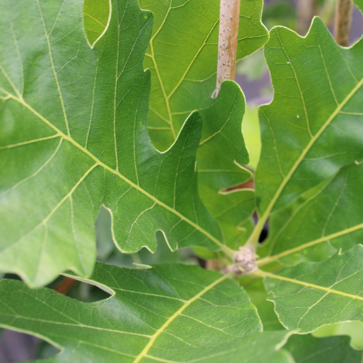 Quercus macrocarpa BULLET PROOF™ 'PTimB1S'