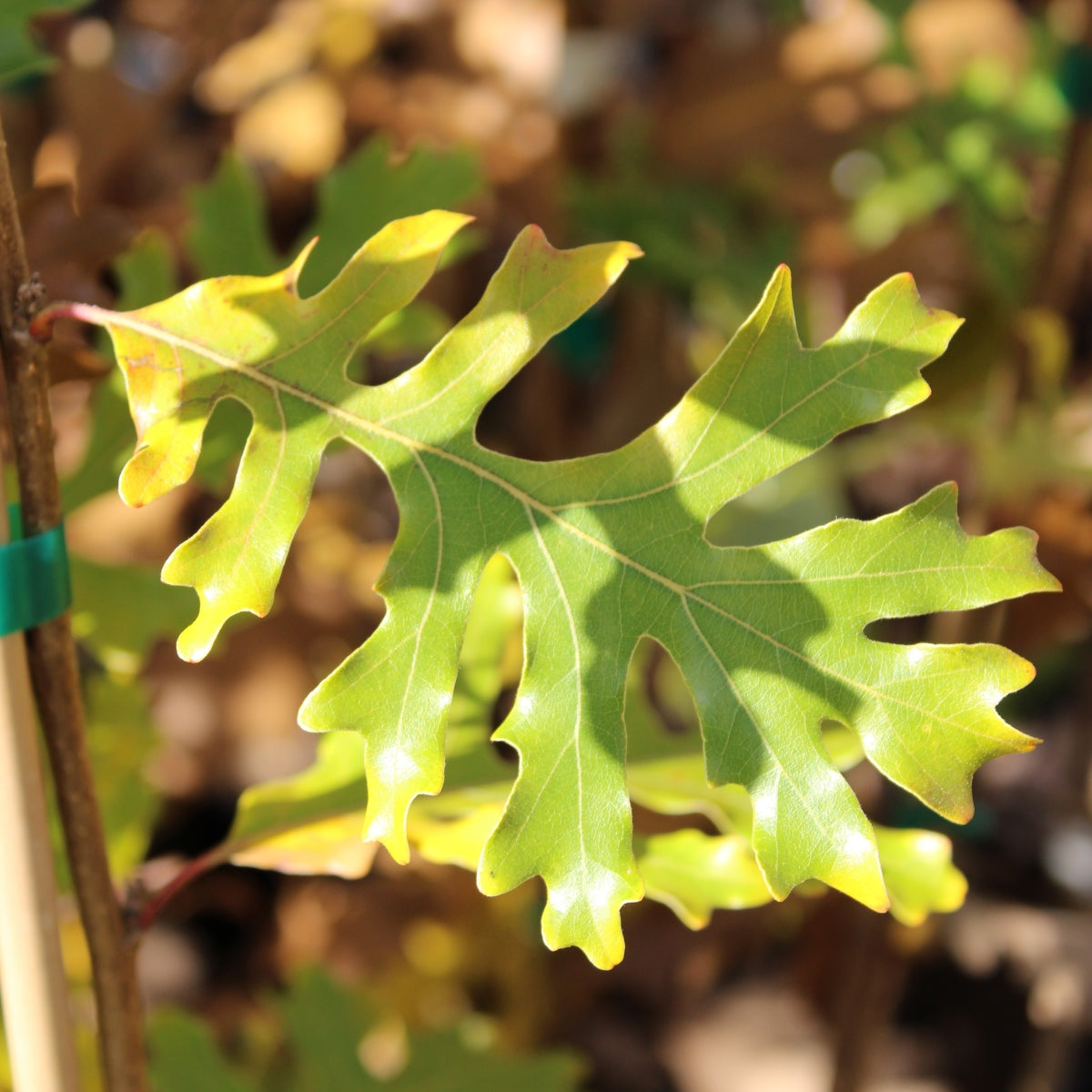 Quercus x mazei 'Jack Maze' TAYLORMADE™