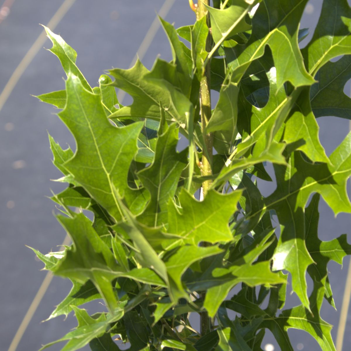 Quercus palustris Green Pillar® ‘Pringreen‘