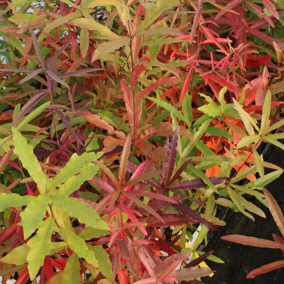 Quercus phellos