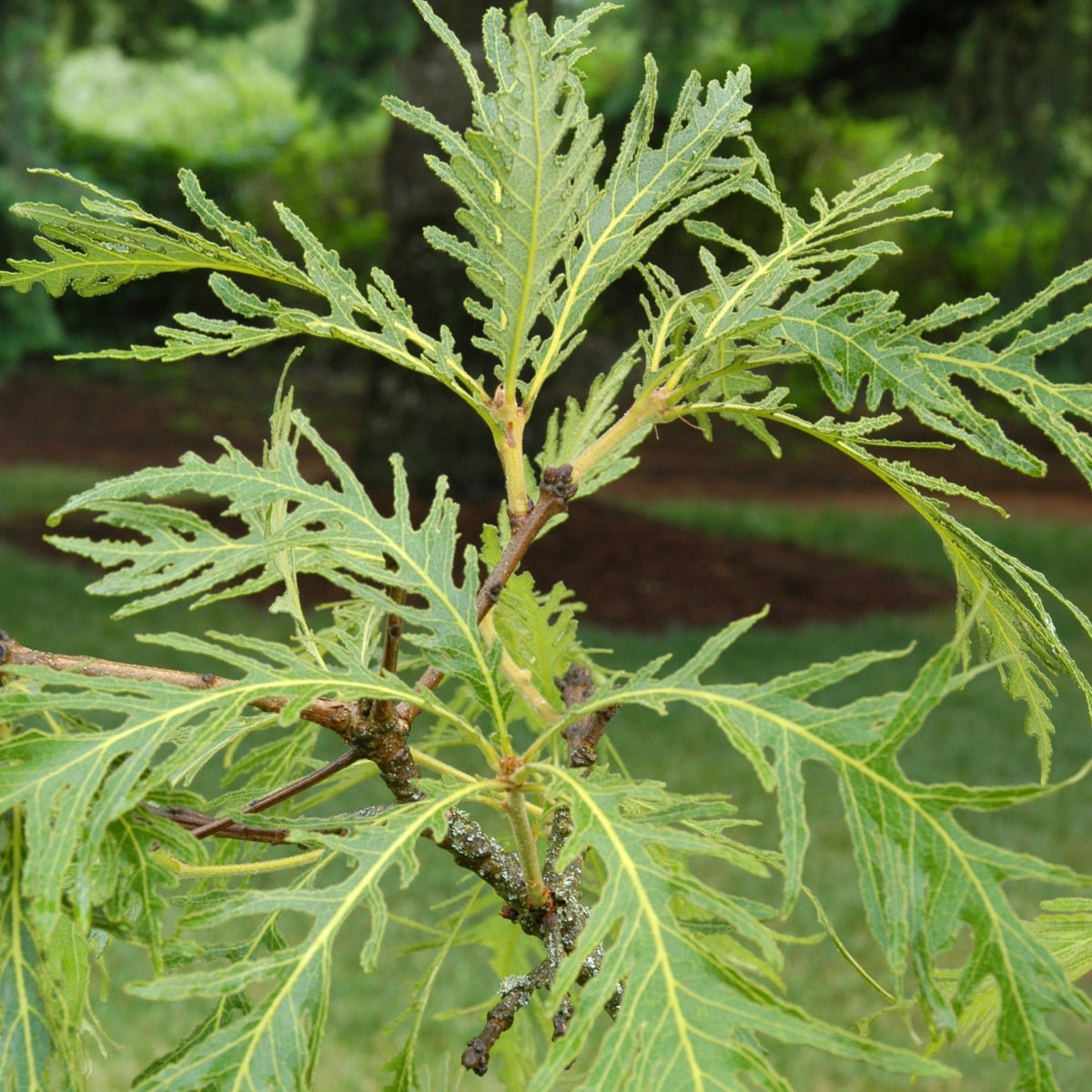 Quercus dentata 'Pinnatifida'