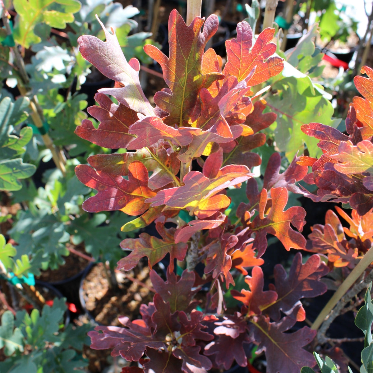 Quercus 'Scarlet Letter'™