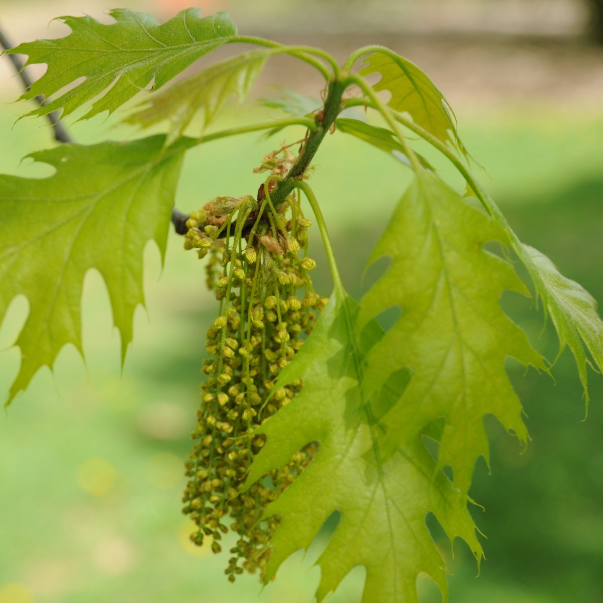 Quercus rubra