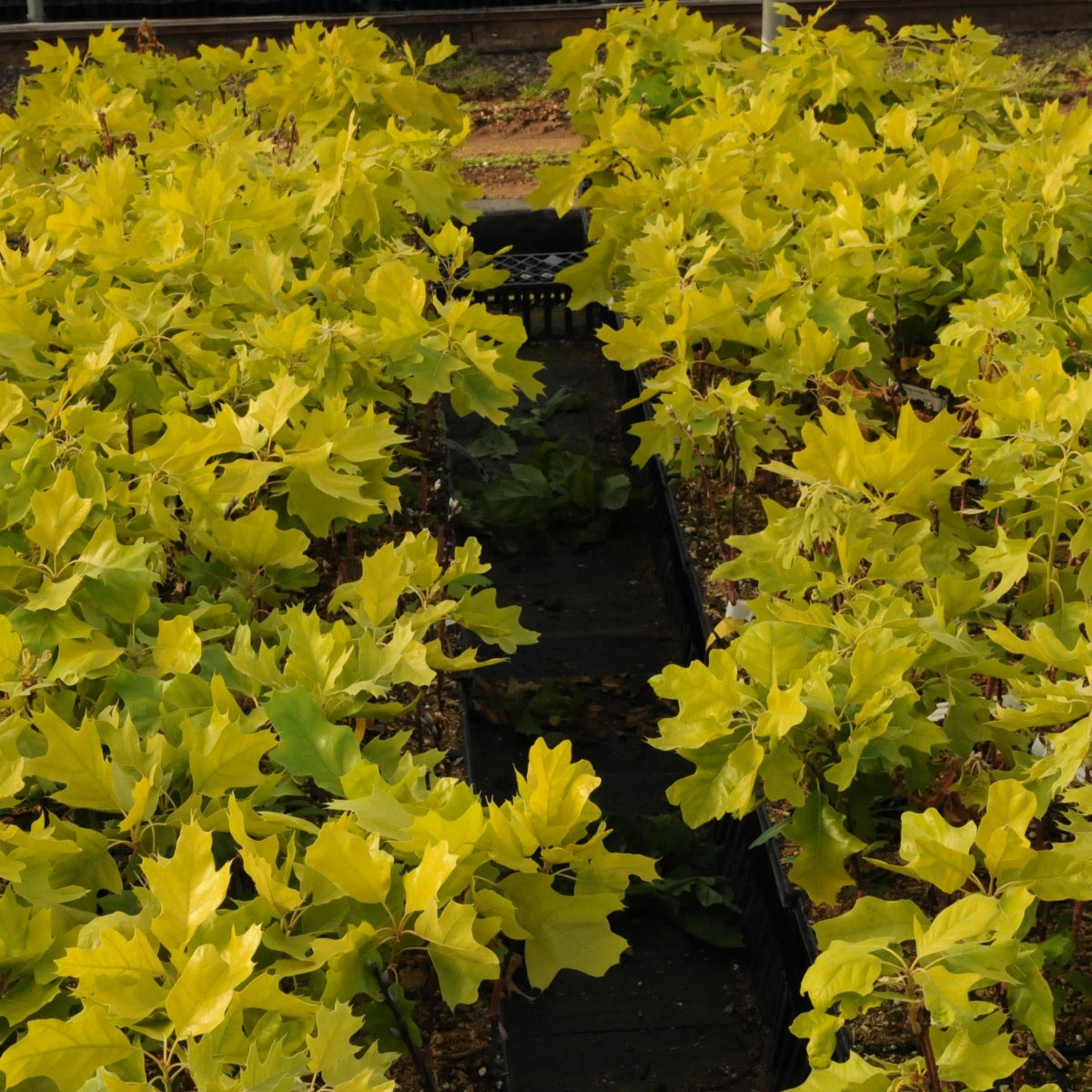 Quercus rubra 'Golden Dragon'