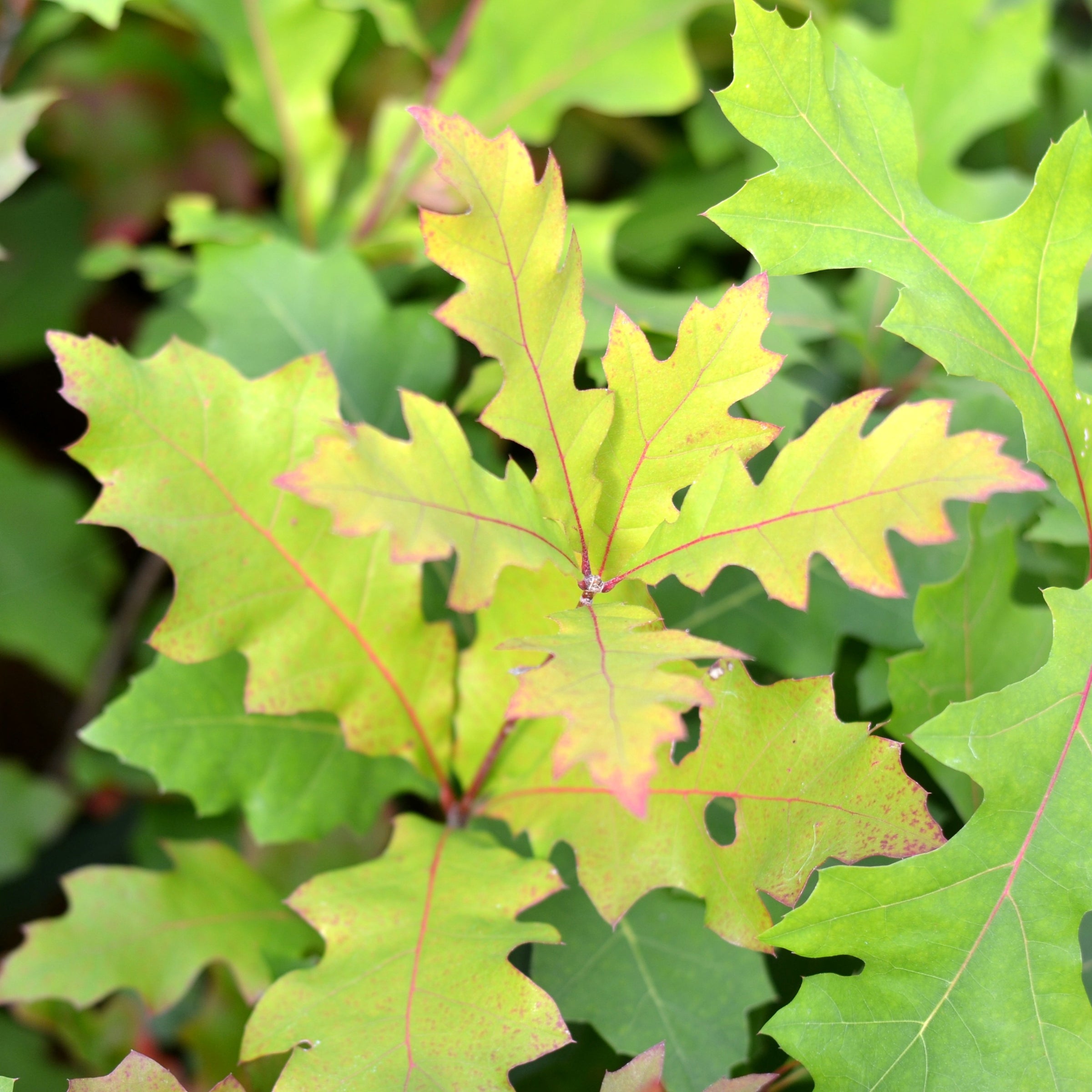 Quercus shumardii