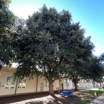 Quercus tomentella