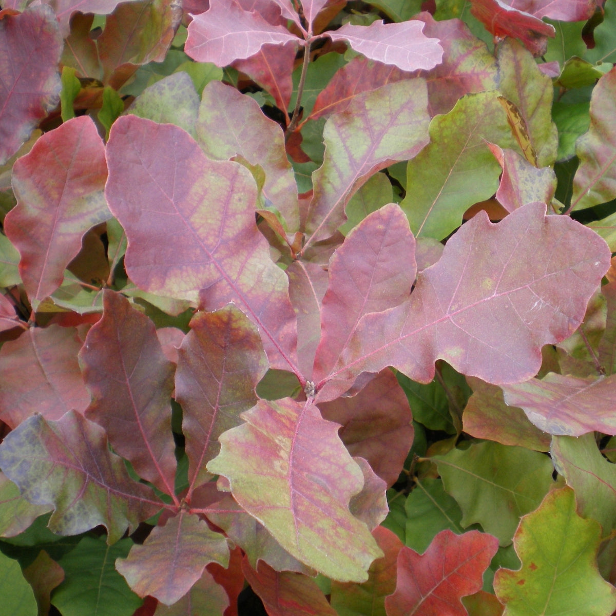 Quercus velutina