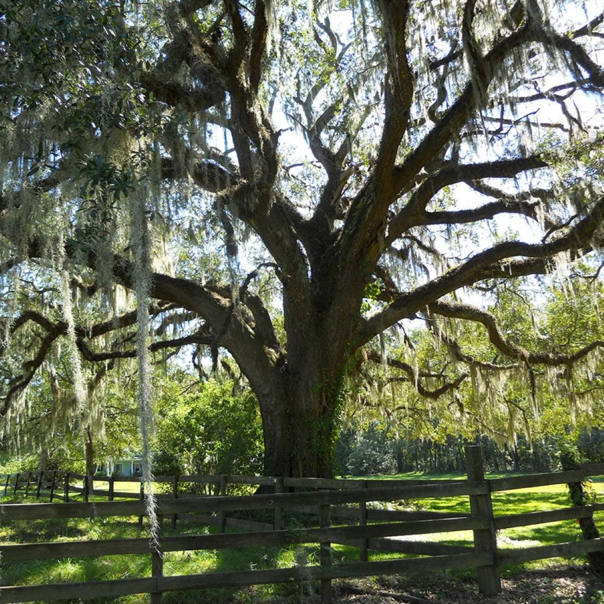 Quercus virginiana