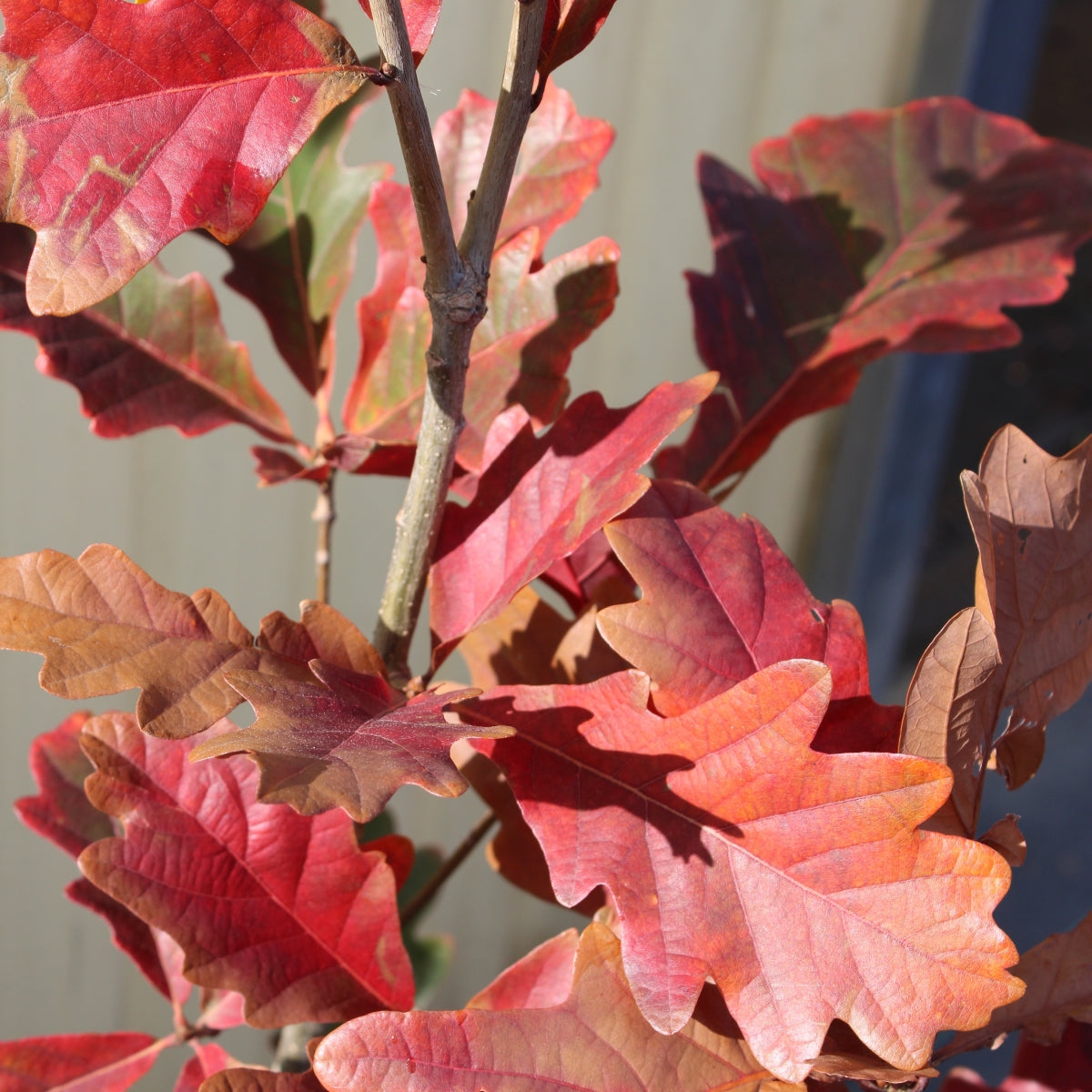 Quercus × warei 'Chimney Fire'