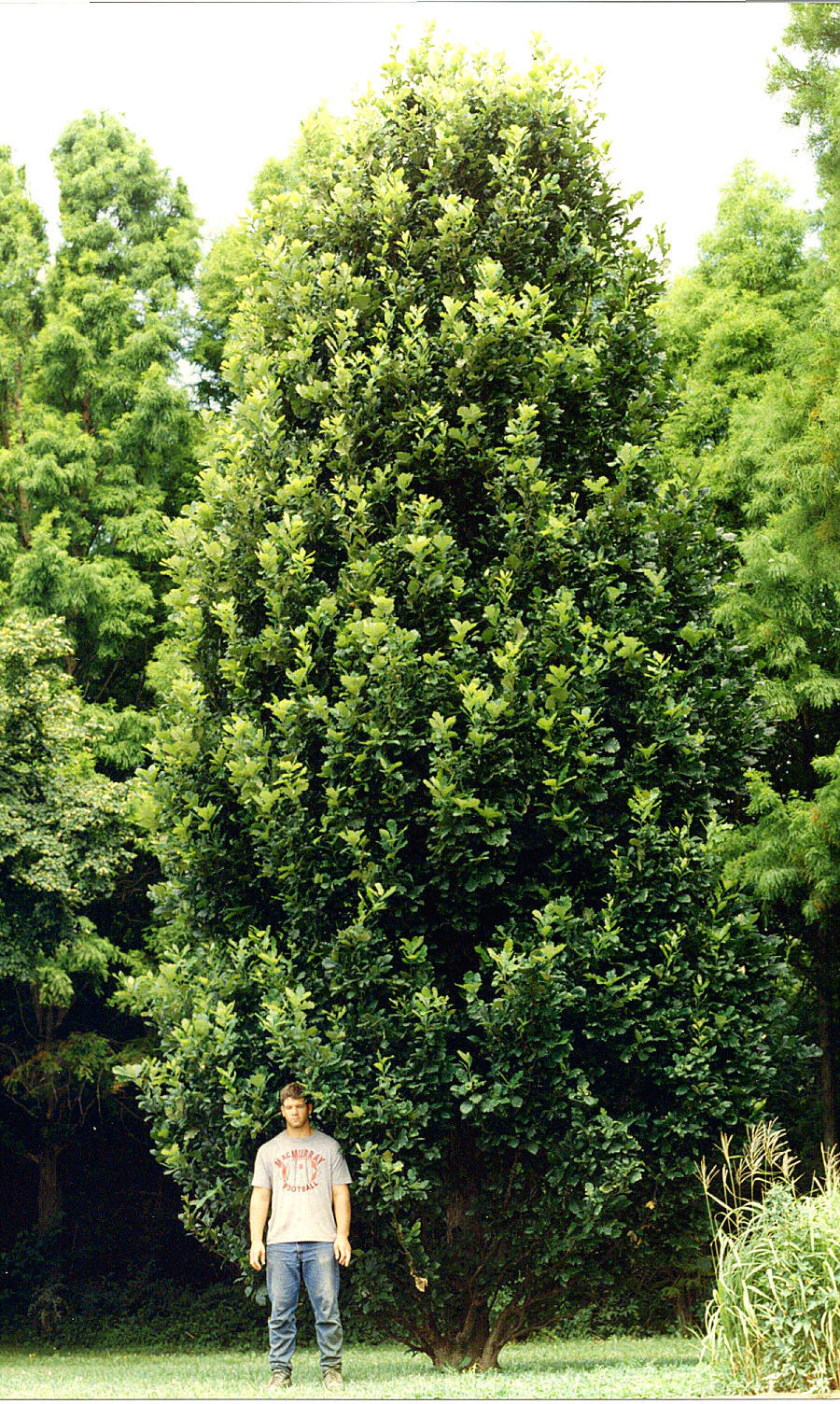 Quercus × warei Regal Prince® 'Long' PP12,673
