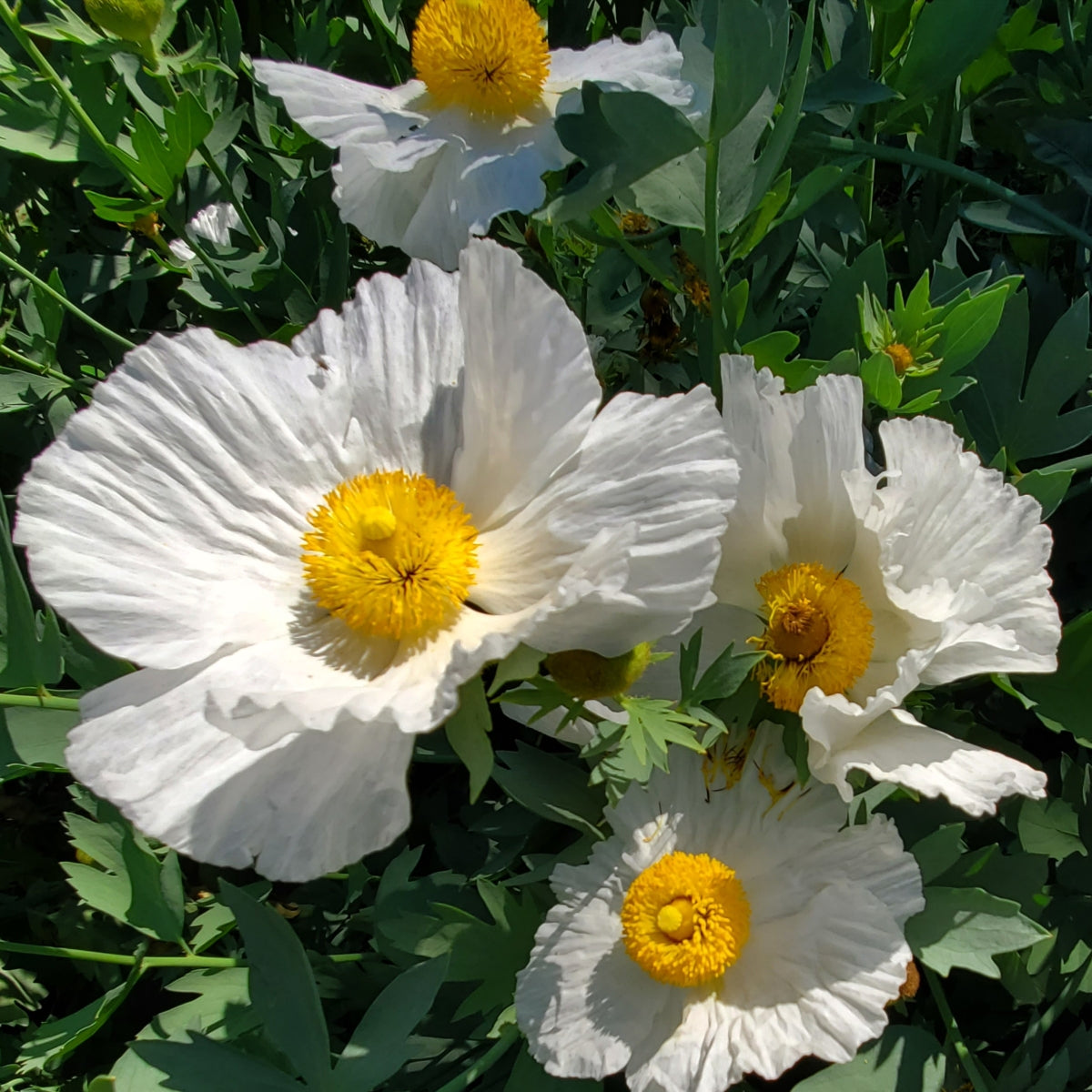 Romneya coulteri