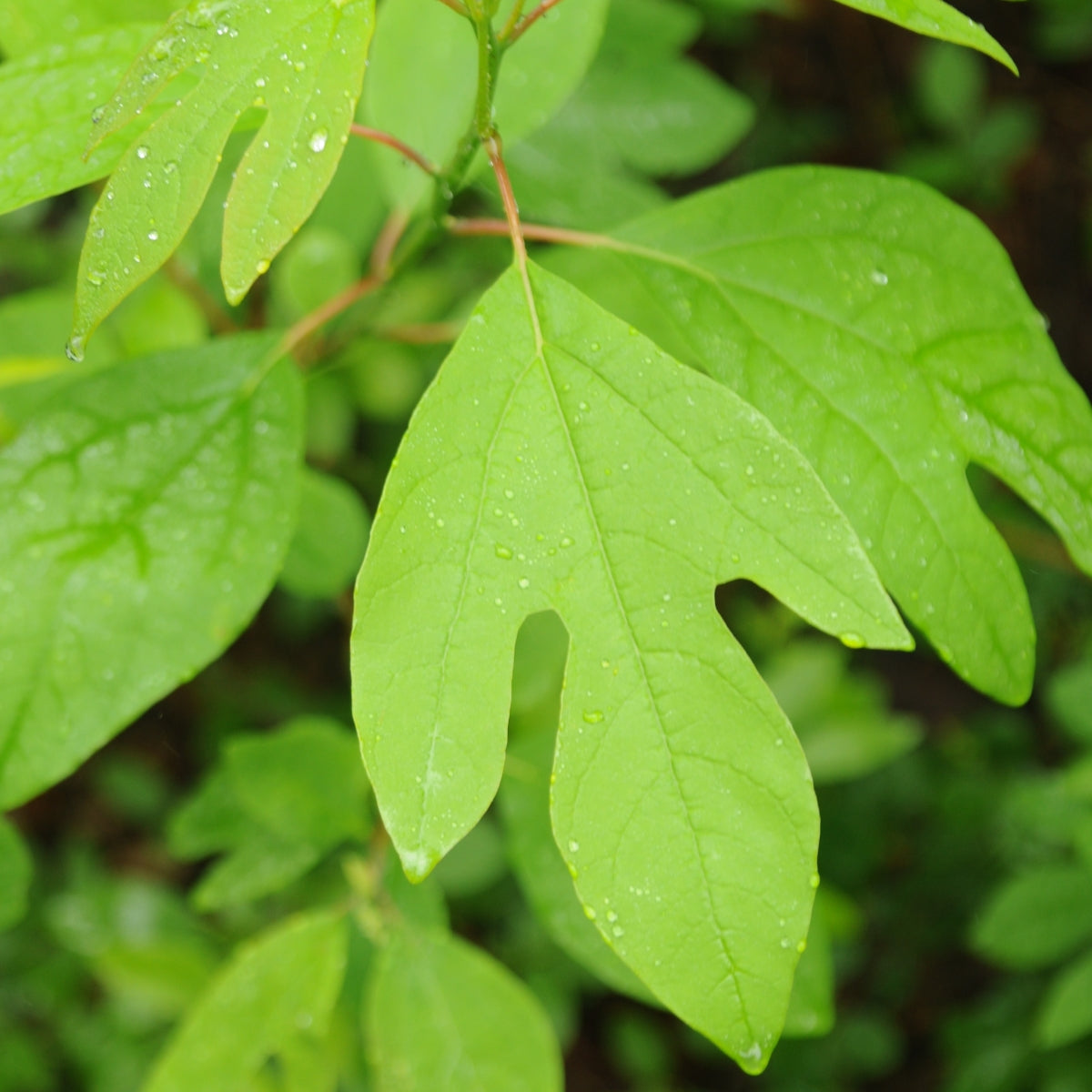 Sassafras albidum
