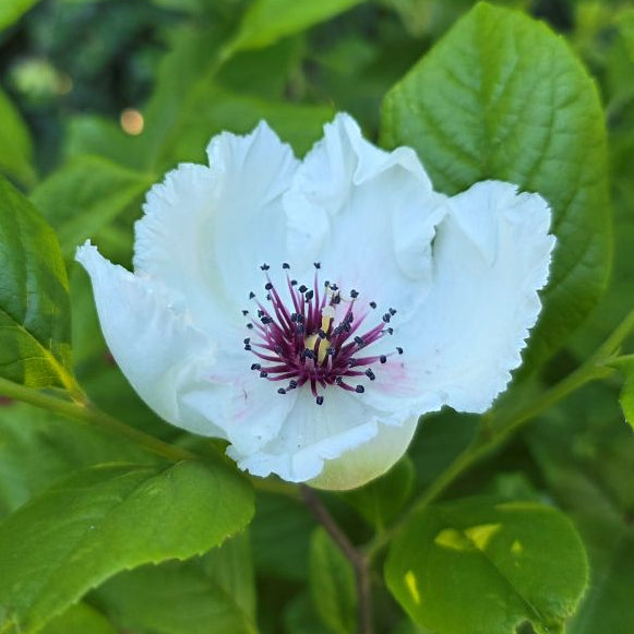 Stewartia malacodendron