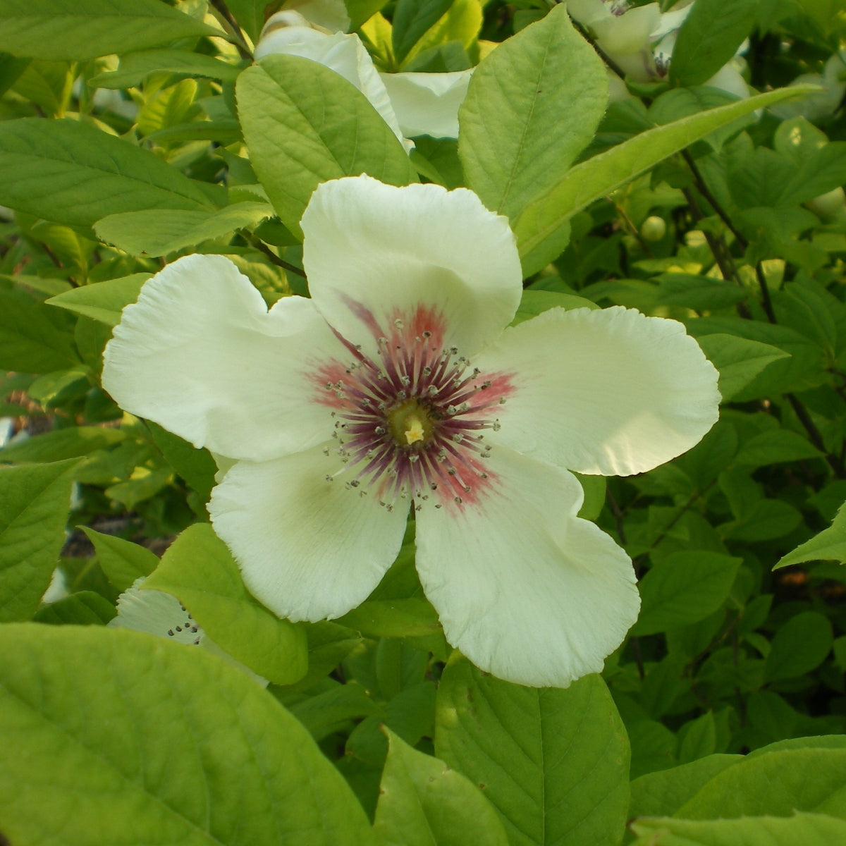 Stewartia malacodendron