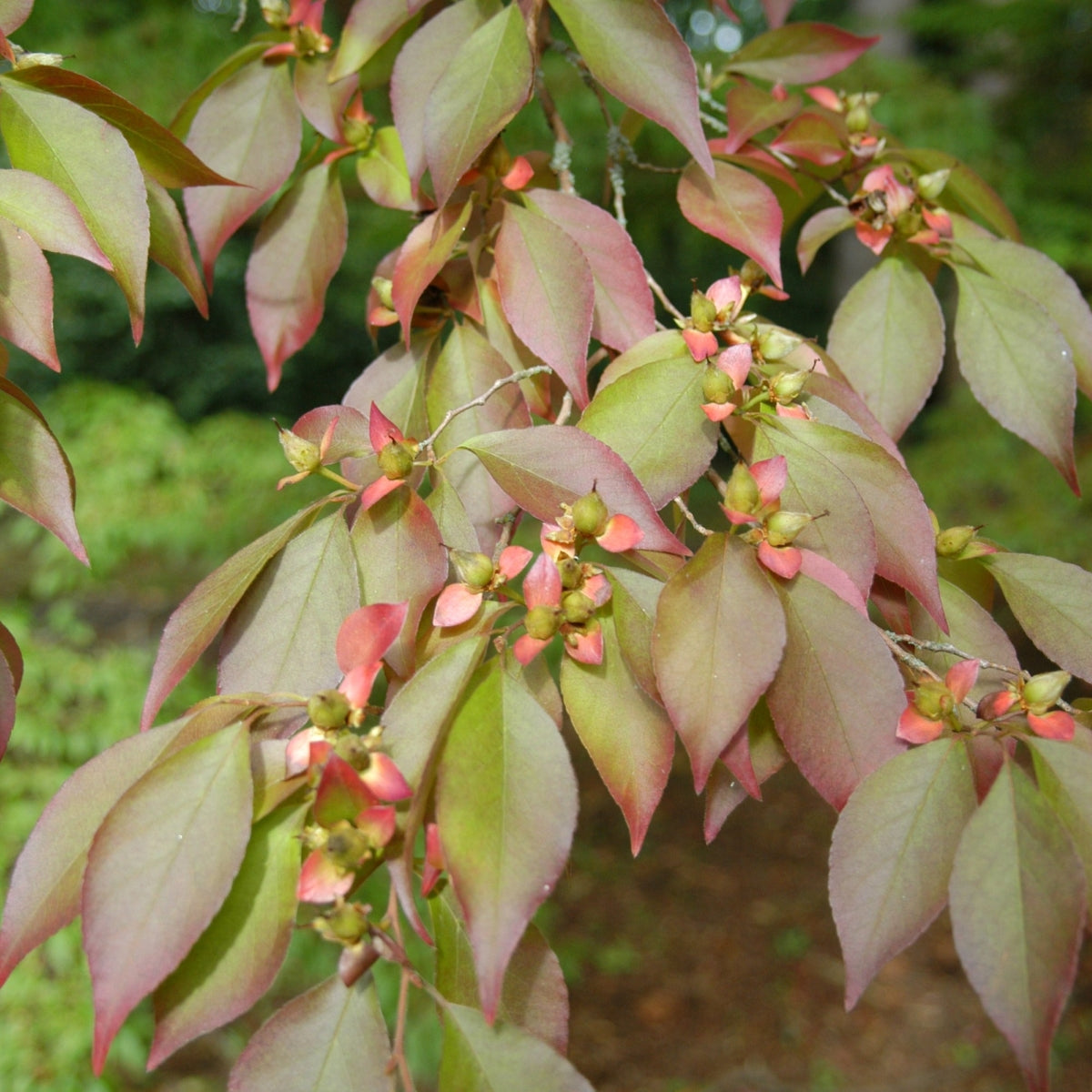 Stewartia monadelpha