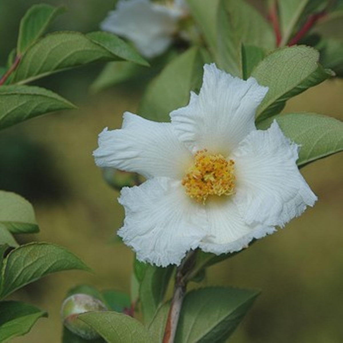 Stewartia pseudocamellia var. koreana