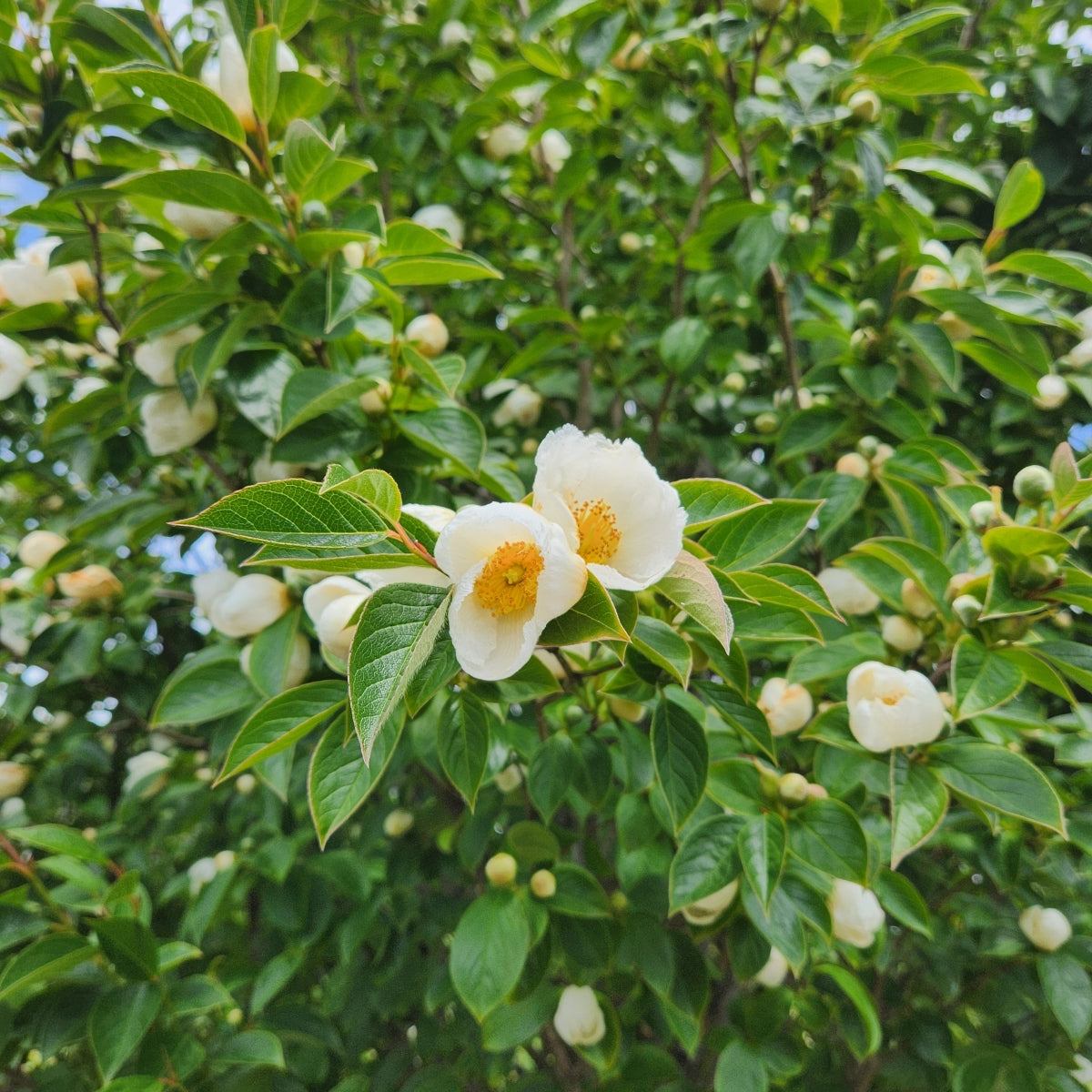 Stewartia pseudocamellia