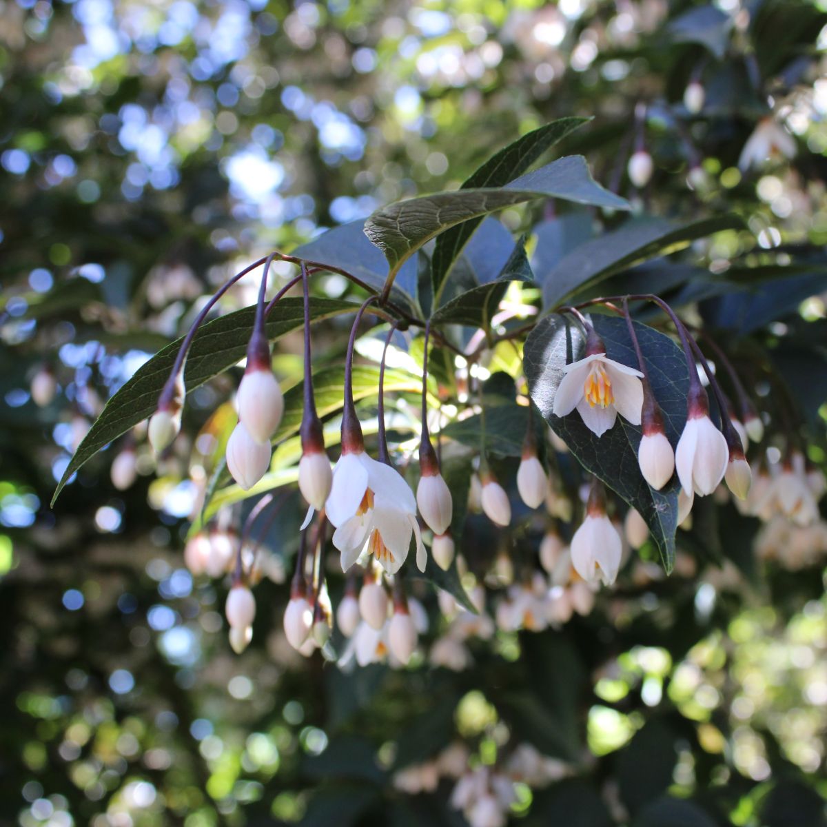 Styrax japonicus 'Evening Light' PP24,168