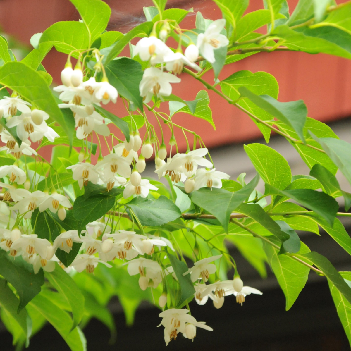 Styrax japonicus
