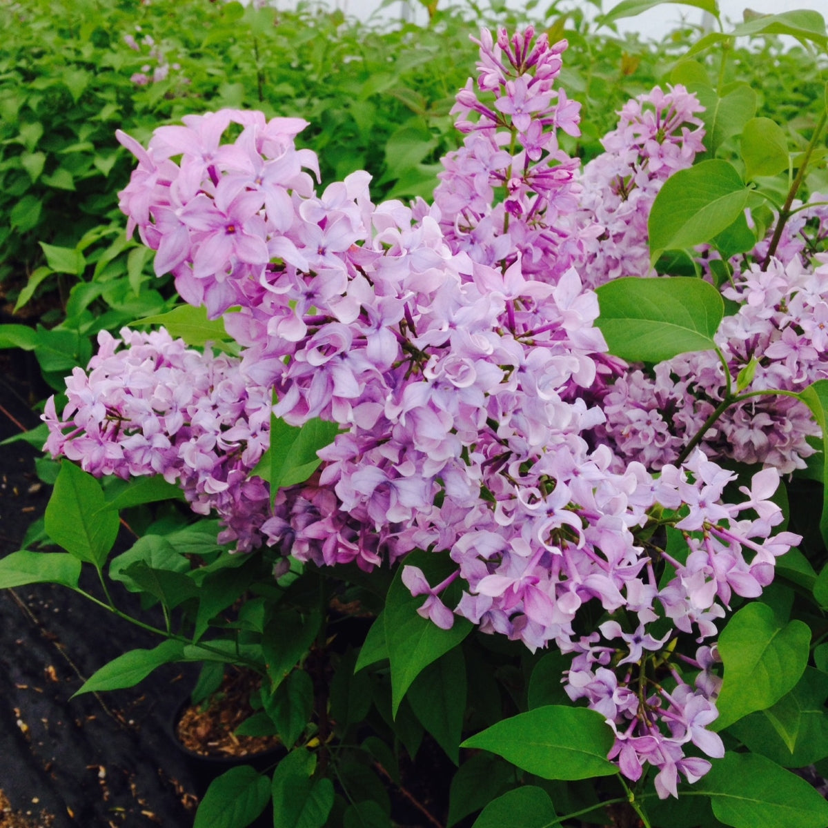 Syringa vulgaris Tiny Dancer™