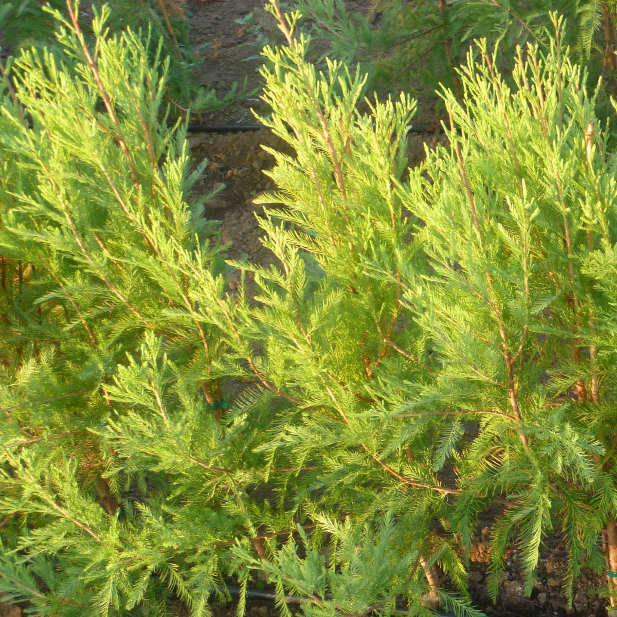 Taxodium ascendens Debonair® PPAF