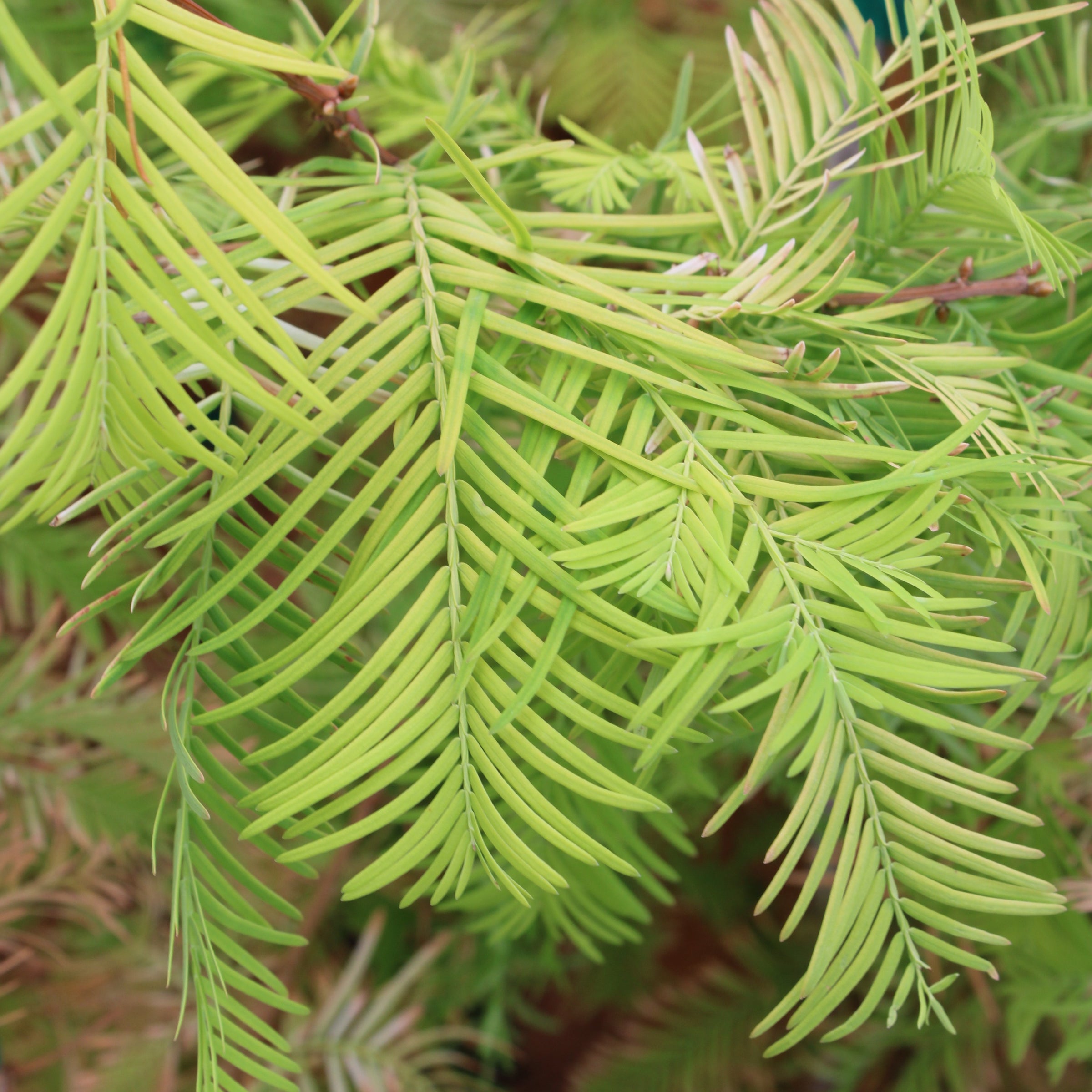 Taxodium distichum Lindsey's Skyward™ 'Skyward' PP22812