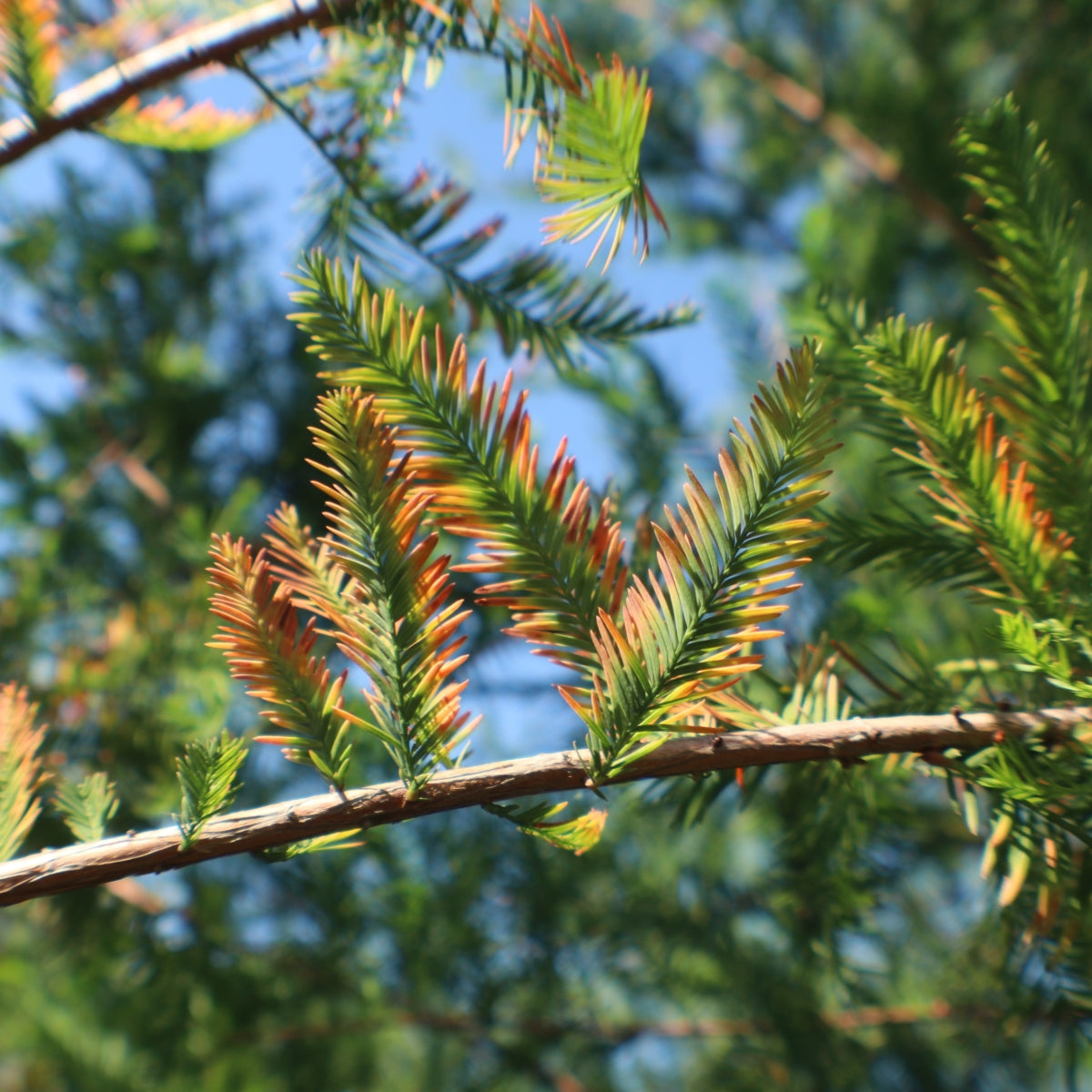 Taxodium distichum 'Falling Waters'