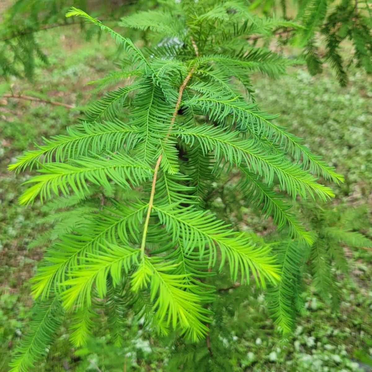 Taxodium distichum