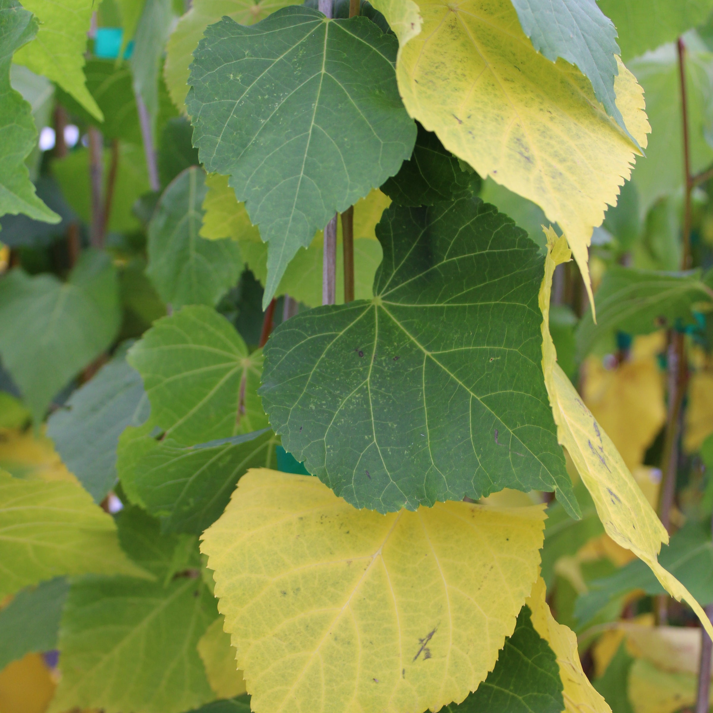 Tilia cordata Greenspire® 'PN16025'