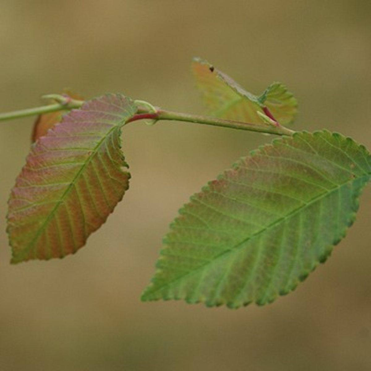 Ulmus 'Frontier'