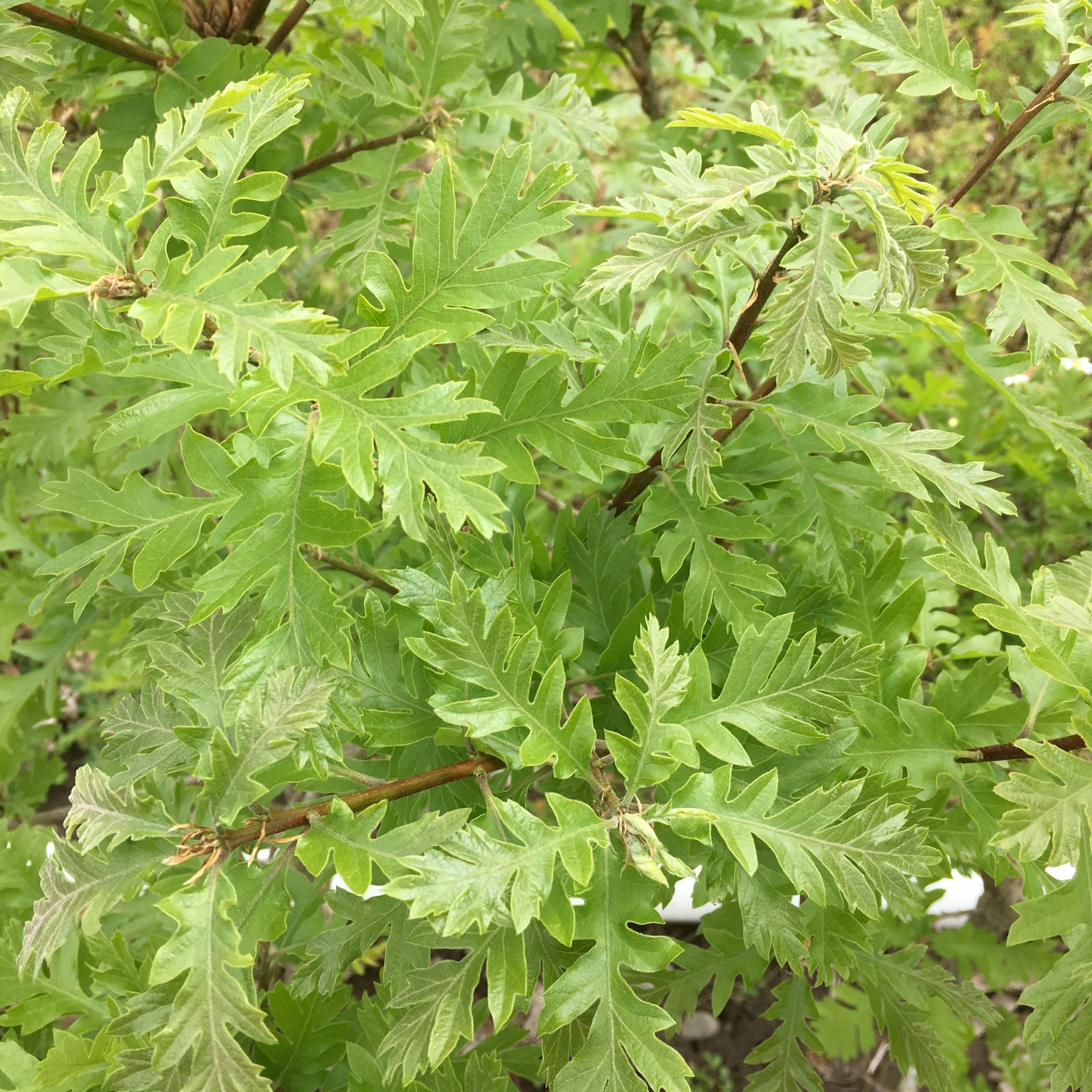Quercus gambelii 'Westward Ho!' TAYLORMADE™