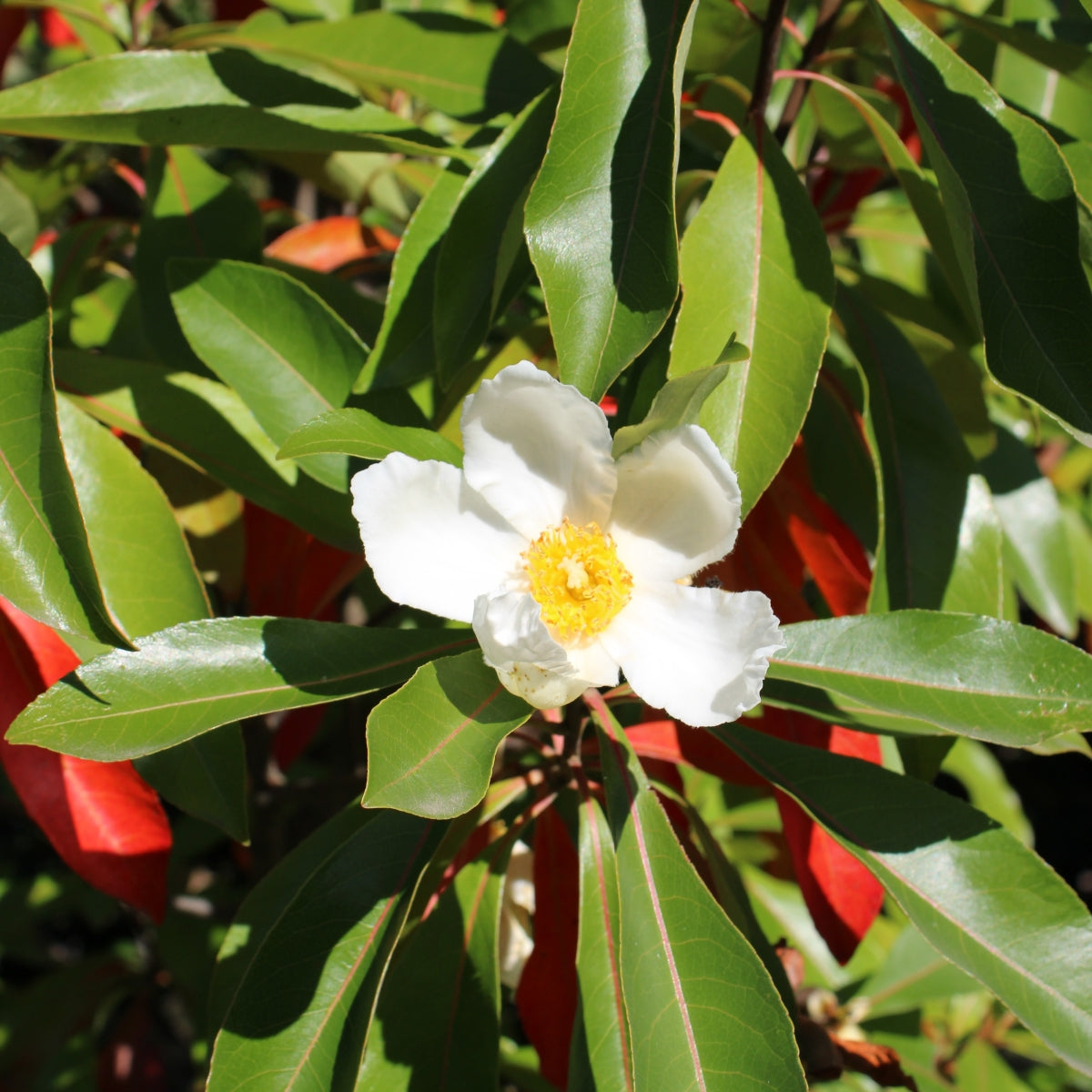 ×Gordlinia grandiflora