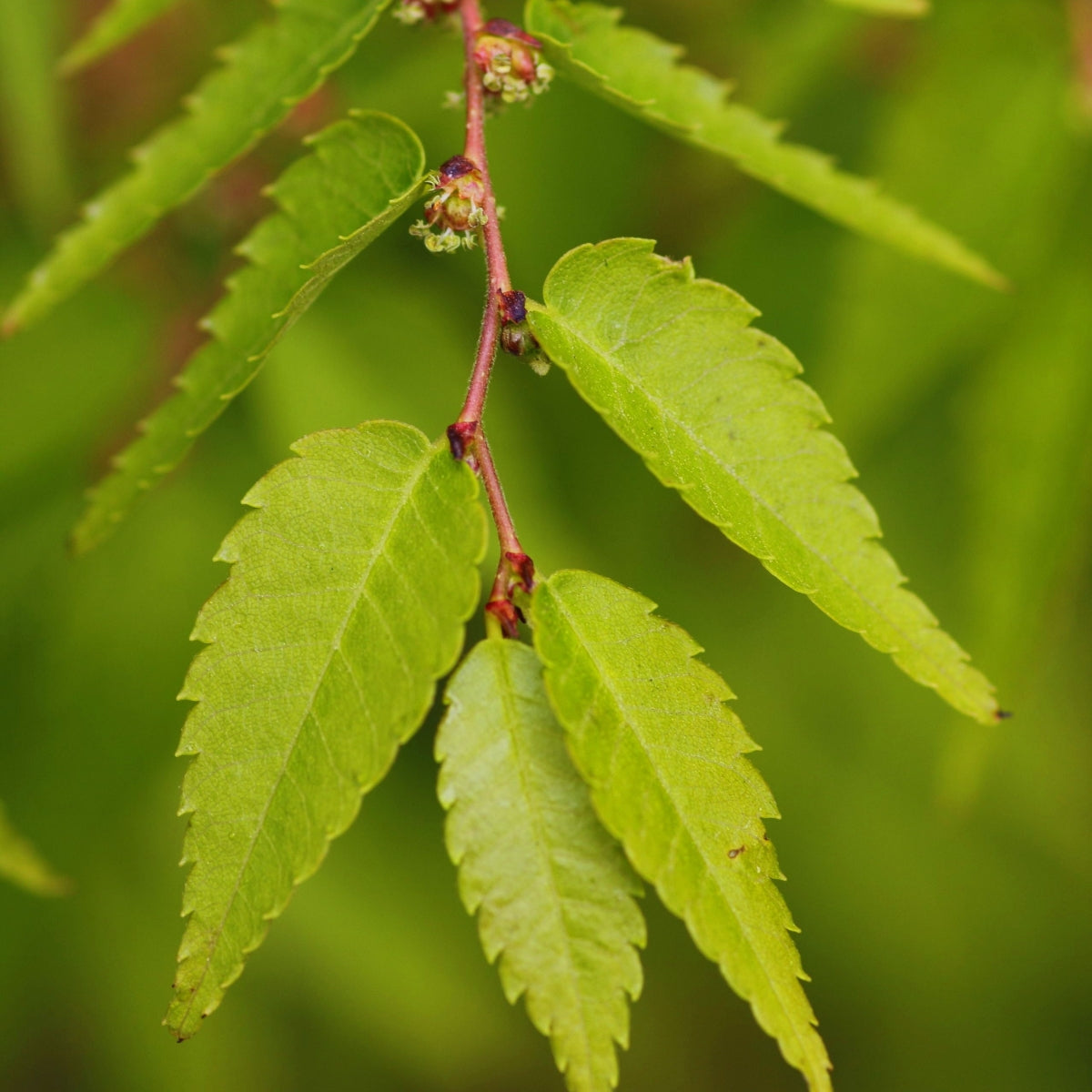 Zelkova serrata 'Village Green'™