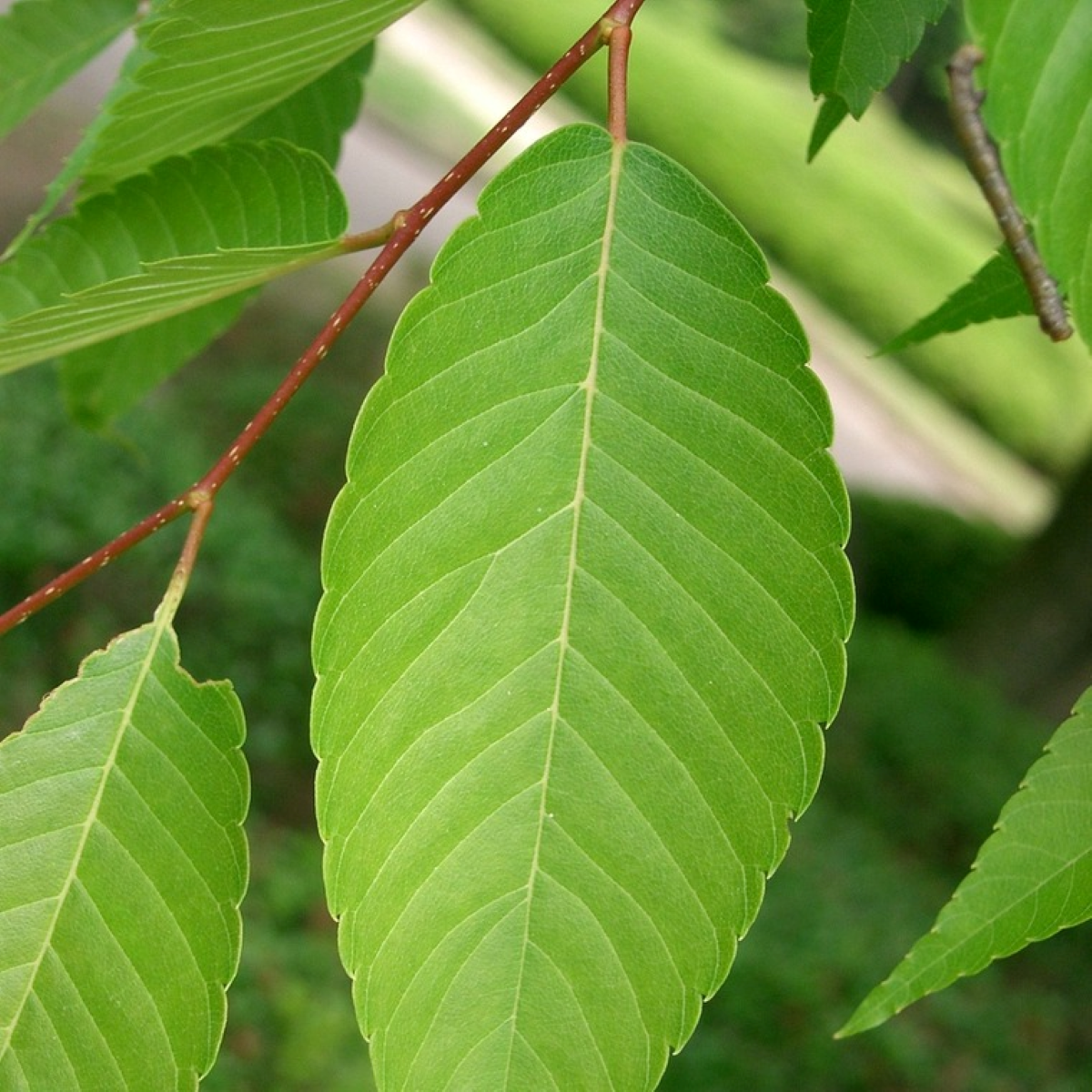Zelkova serrata