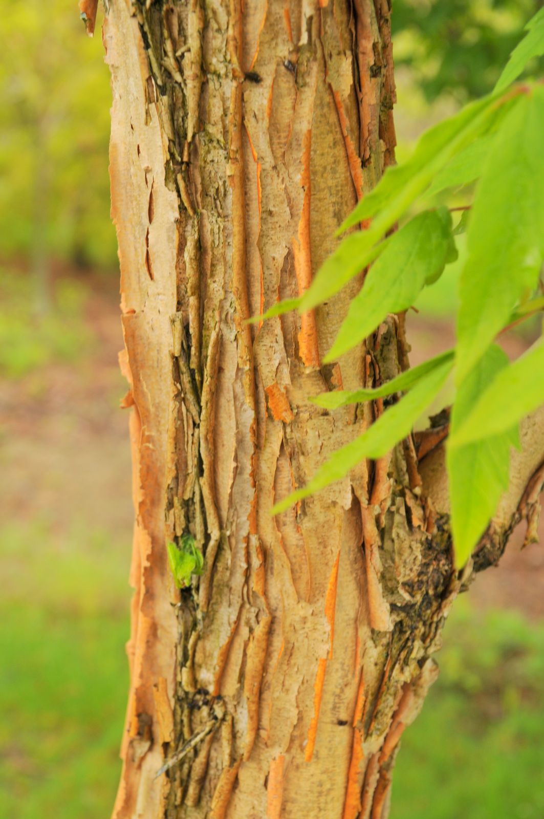 Acer triflorum