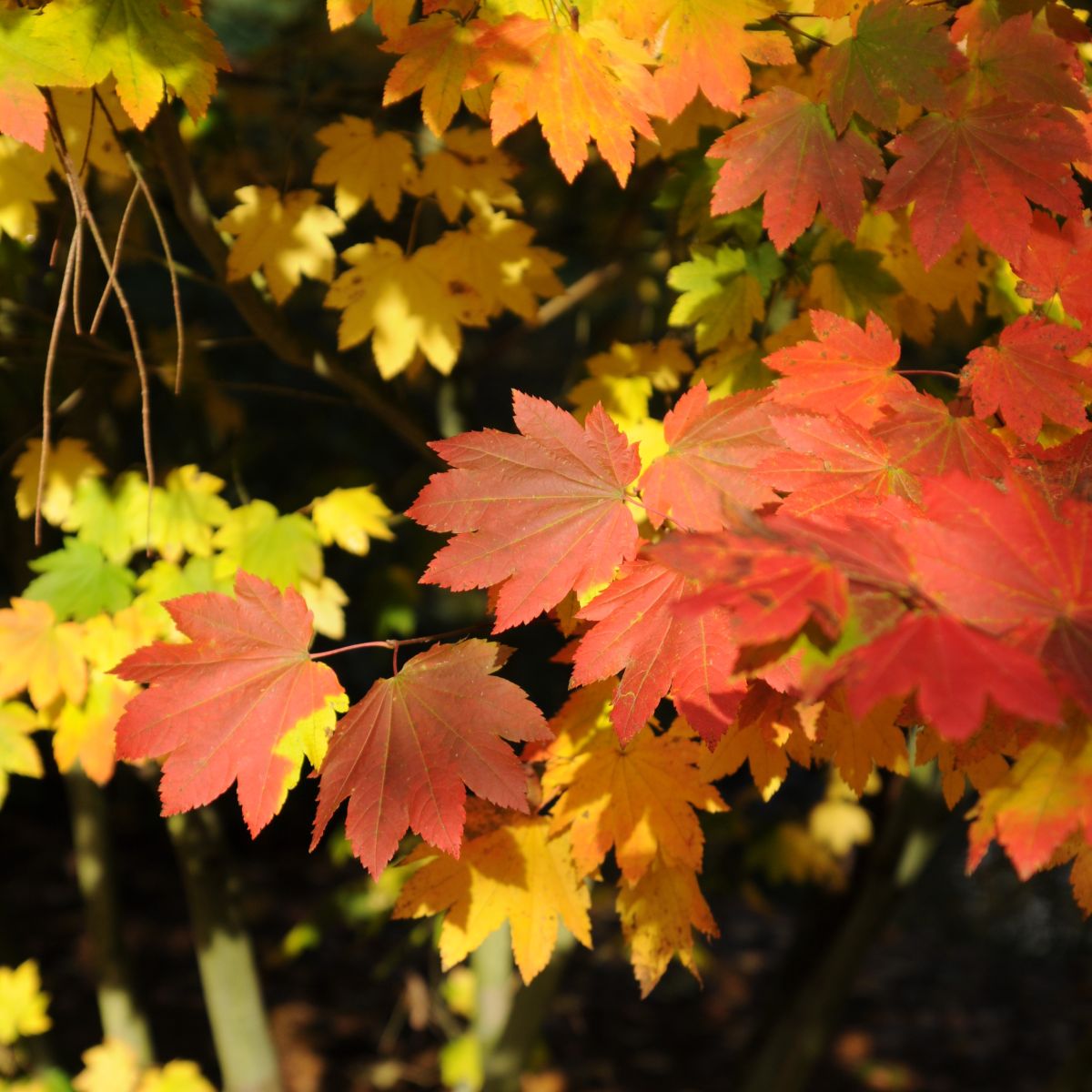 Acer circinatum