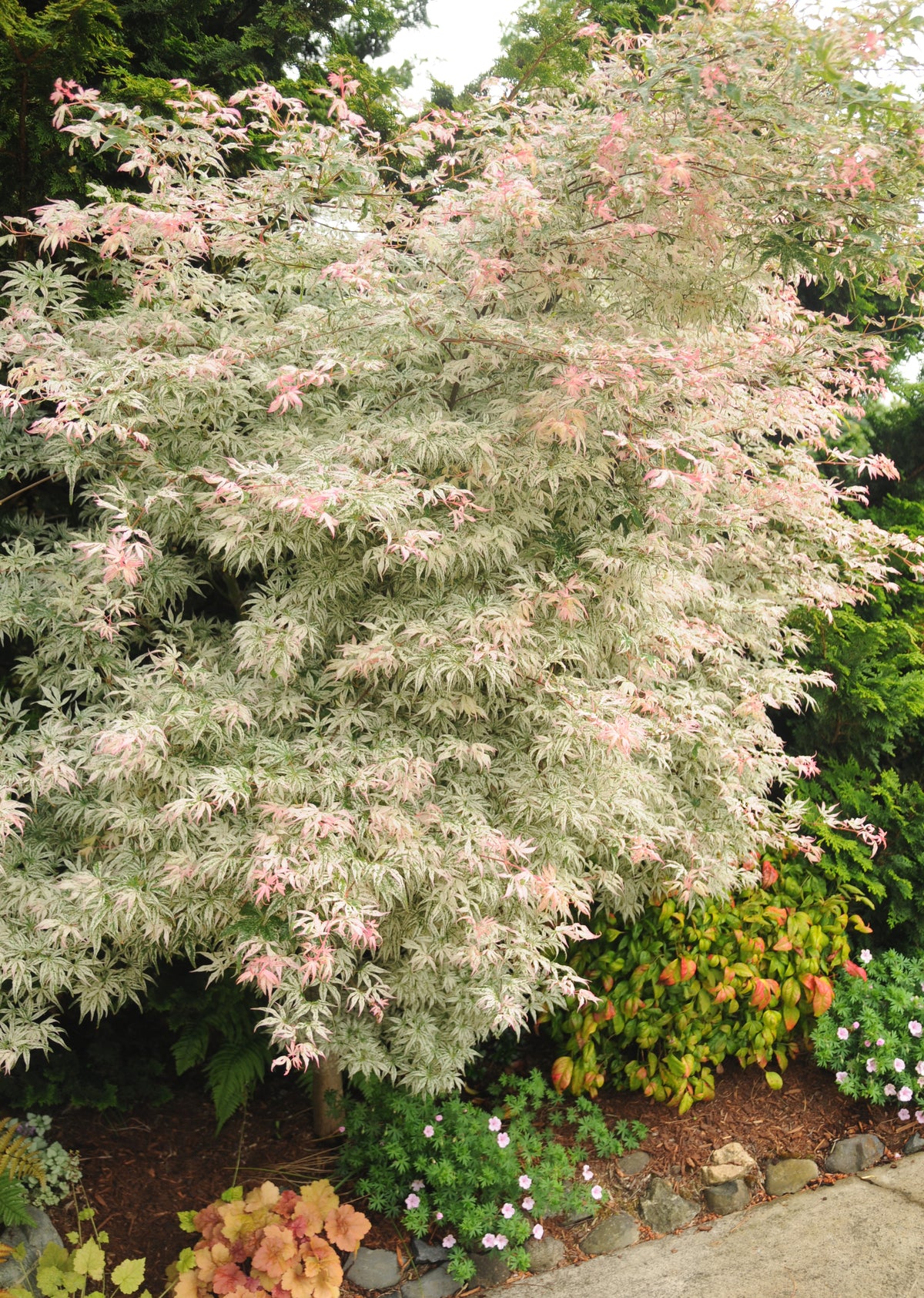 Acer palmatum 'Ukigumo'
