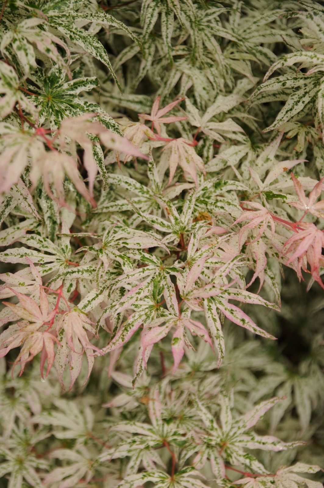 Acer palmatum 'Ukigumo'