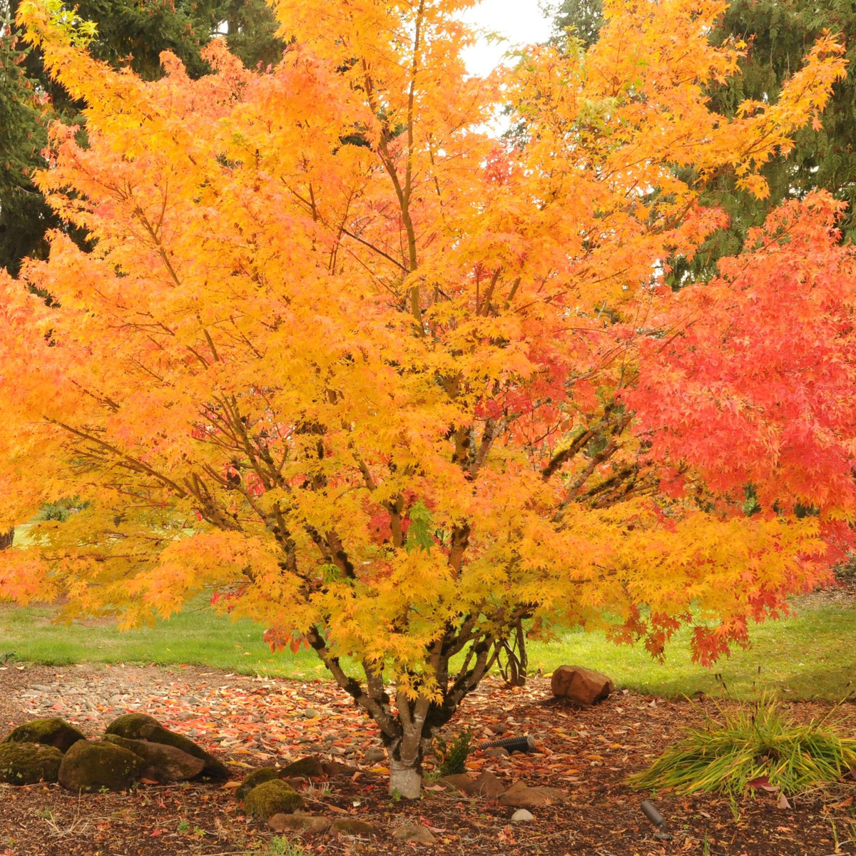 Acer palmatum 'Sango kaku'