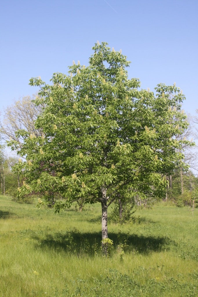 Aesculus glabra Early Glow™ ‘J.N. Select'