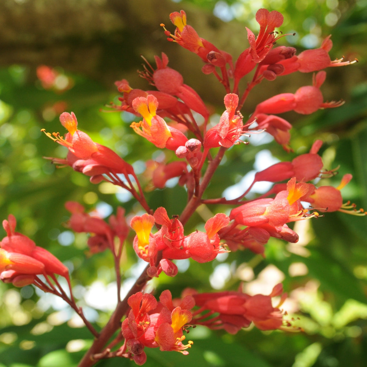 Aesculus pavia