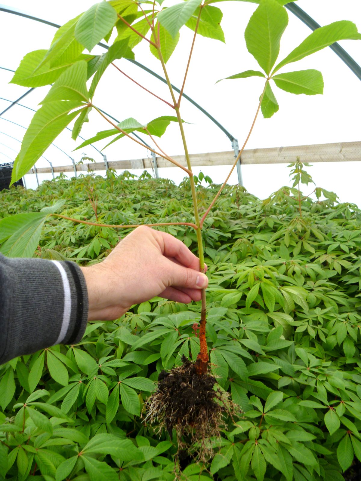 Aesculus pavia