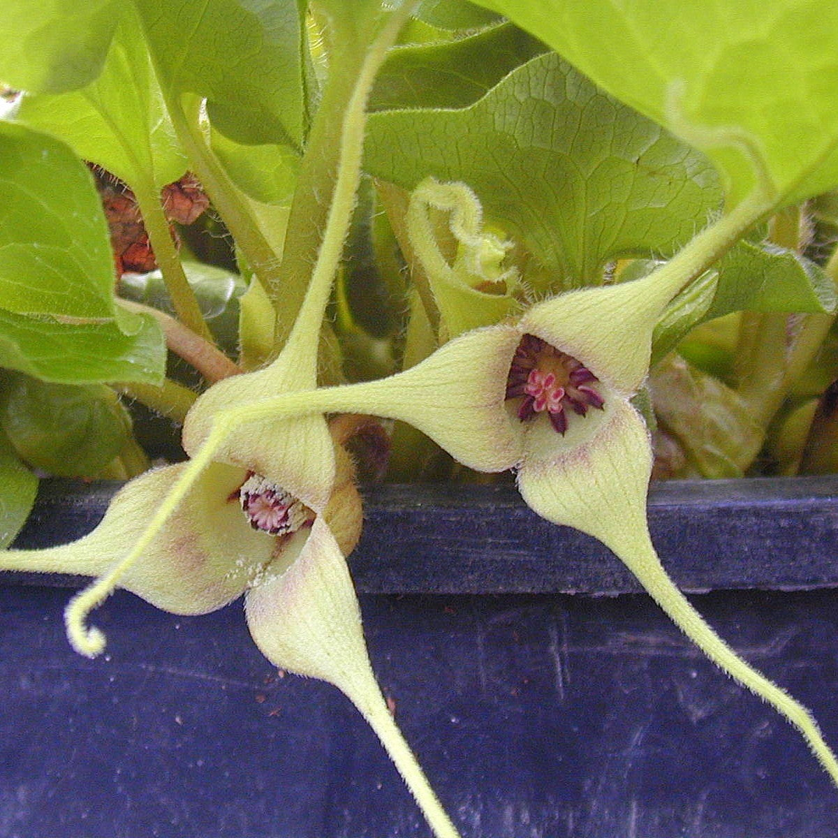 Asarum caudatum f. album
