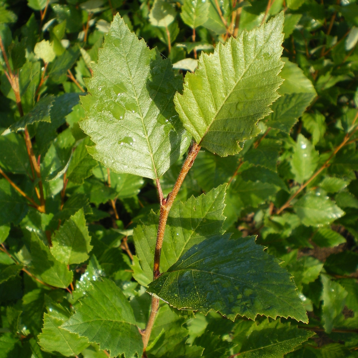 Betula nigra Dura‑Heat® 'BNMTF'