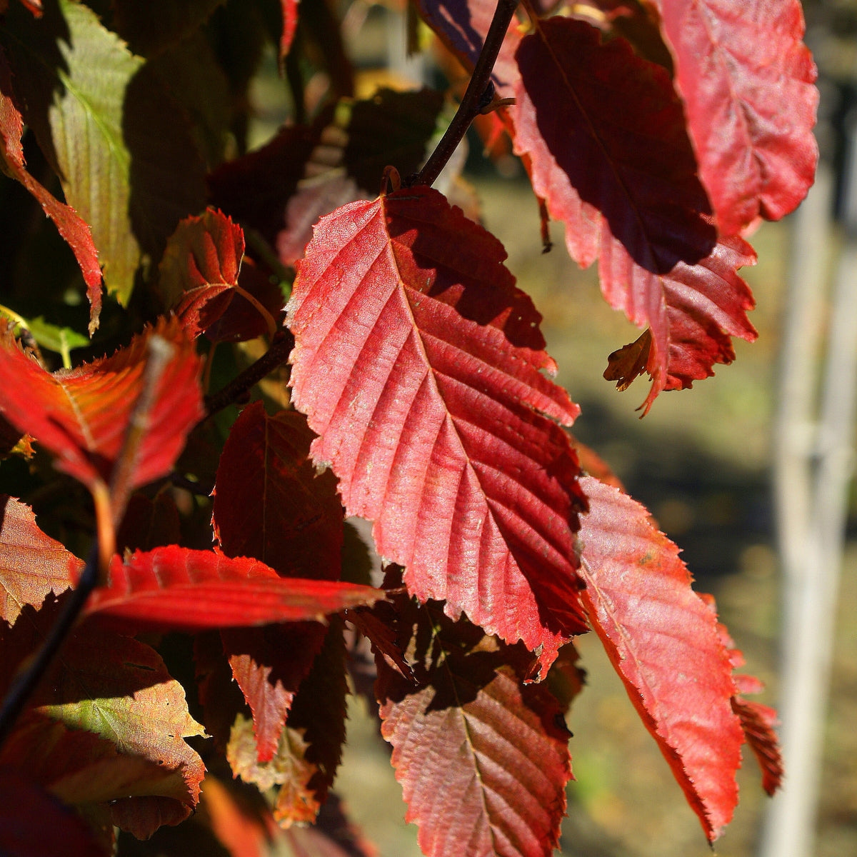 Carpinus caroliniana