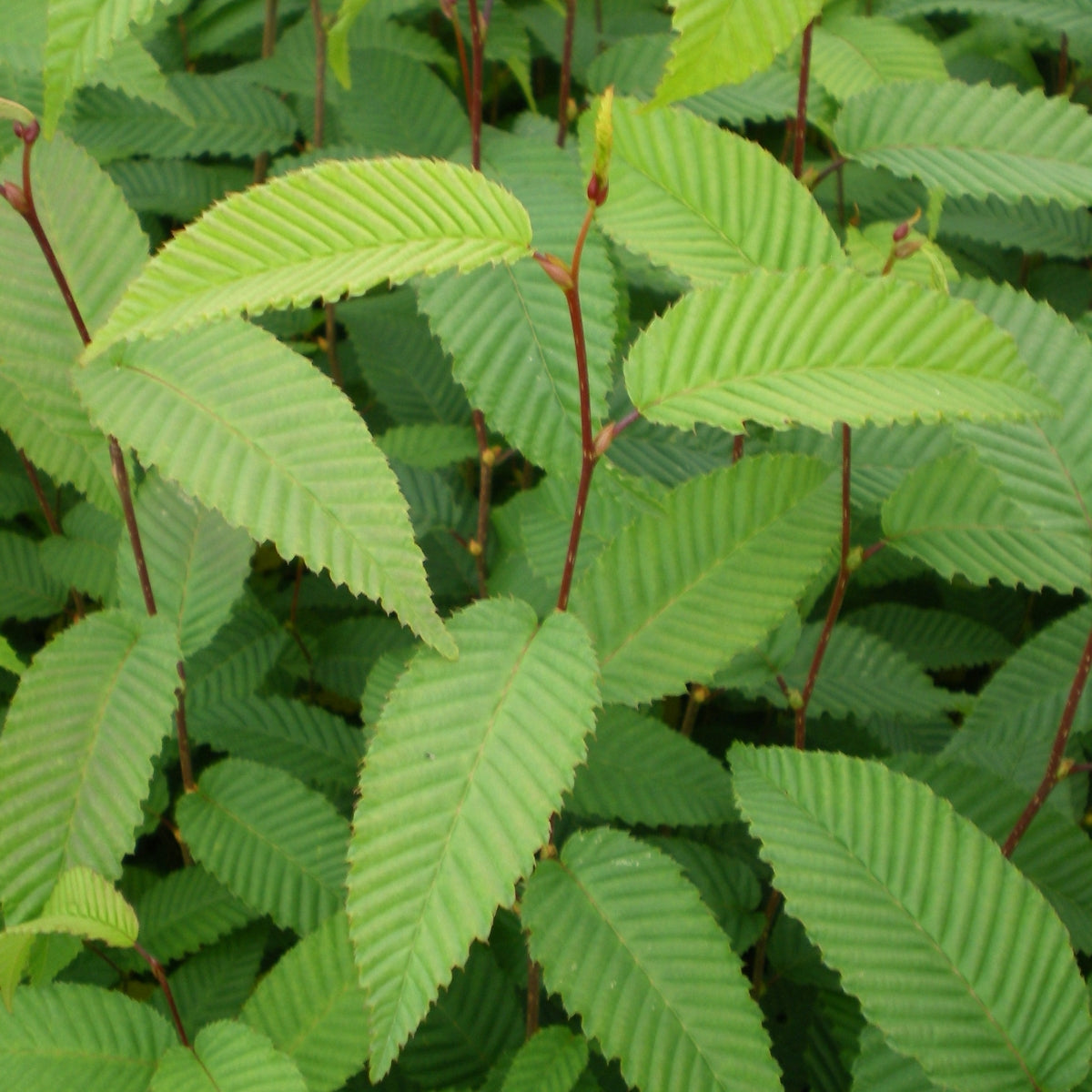 Carpinus japonica