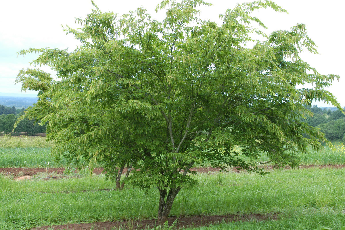 Carpinus laxiflora